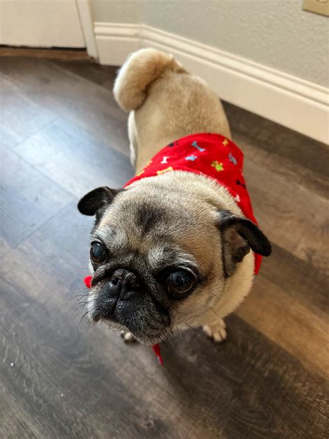 Tucker The Pug Tuckerpug Twitter