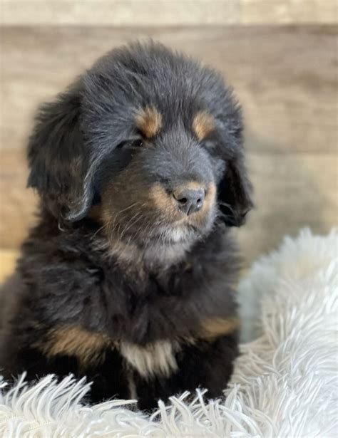 Tibetan Mastiff Puppies For Sale