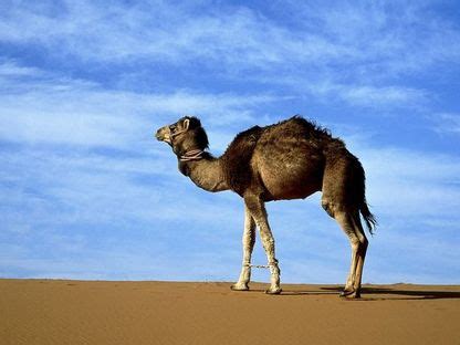 Camel's Physical Conditions - The Silk Road- Camels