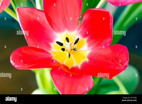 Opened Petals Of A Pink Tulip Close Up Cute Pink Tulips Spring Pink