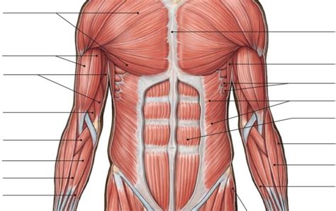 Anterior Abdominal Muscles Quiz Pdf