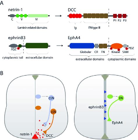 The Ligand Receptor Pairs Netrin Dcc And Ephrinb Epha And Their