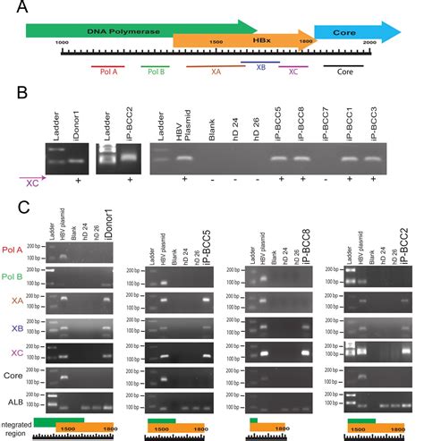 Figures And Data In Application Of Human Liver Organoids As A Patient