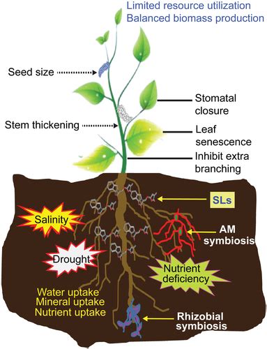 Strigolactones In Plant Adaptation To Abiotic Stresses An Emerging