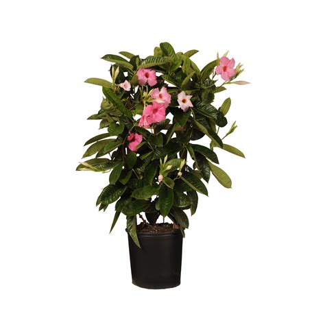 United Nursery Mandevilla Trellis Pink Live Outdoor Plant In 9 25 Inch