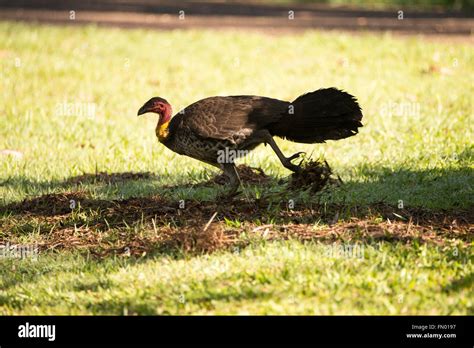 An Australian Brush Turkey Also Known As A Scrub Turkey Bush Turkey