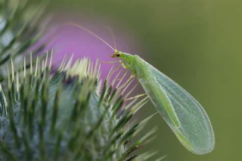 4 Ways To Attract Lacewings To Your Garden And Why You Need Them