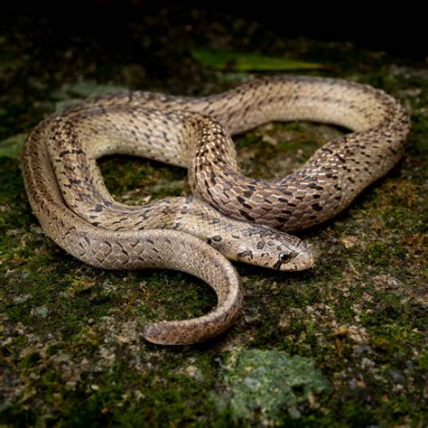 Hong Kong Snakes HongKongSnakeID