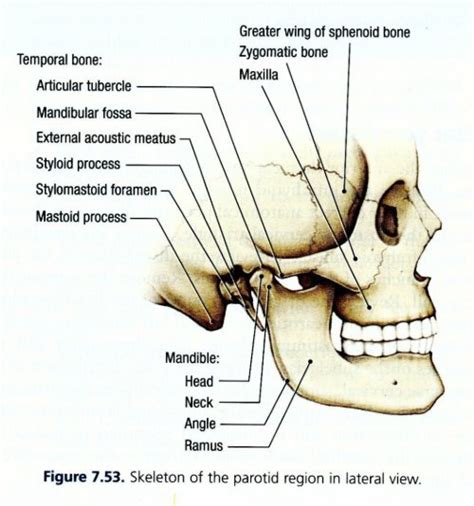 Greater wing of sphenoid bone Zygomatic bone