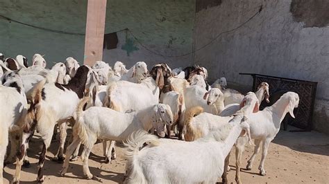 40 Goats 40 Kg Goats Qurbani Ke Bakre Barkat Bhai Goat Farm YouTube