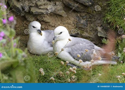 Northern Fulmar Adult Pair, on Nest Stock Image - Image of armeria ...