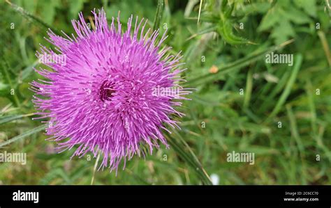 Thistle Scotland Emblem High Resolution Stock Photography And Images