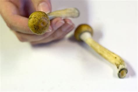 Denver First Us City To Decriminalize Magic Mushrooms