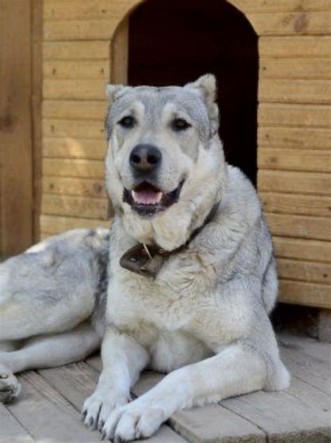 Pin By Cherry De Nennie On Alabai Dog Central Asian Shepherd And Turkey