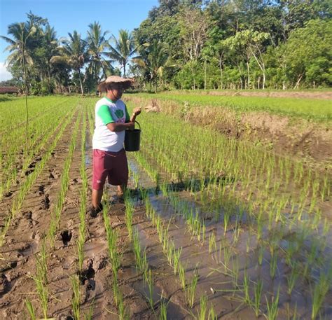 Rri Co Id Alokasi Pupuk Turun Persen Petani Jember Kecewa