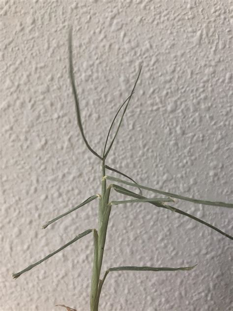 What Type Of Grass Or Weed Is This Rlawncare