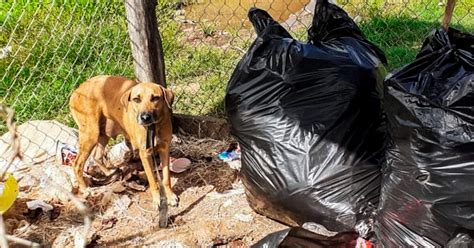 Viral Un perro callejero salva a un bebé que fue abandonado dentro de