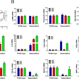 Cell Proliferation Phenotype And Relative Gene Expression Levels Of