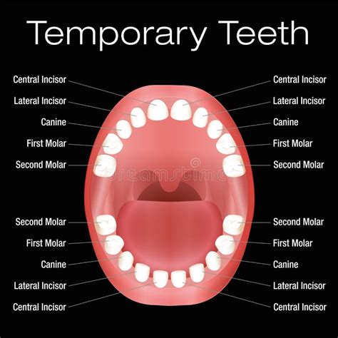 Primary Teeth Names Stock Vector Illustration Of Dentist 62366948