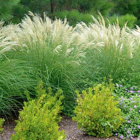 Adagio Dwarf Maiden Grass Sooner Plant Farm