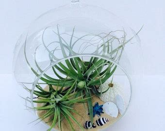 Air Plant Hanging Terrarium Clear Glass Orb Globe Kit With Etsy