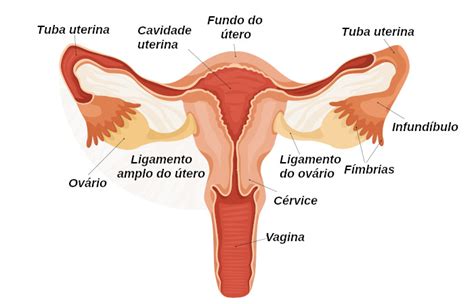 Sistema reprodutor feminino órgãos e funções Mundo Educação