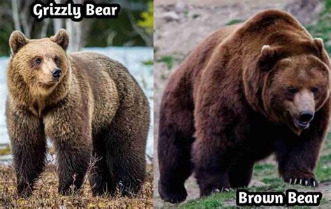 Are Grizzly Bears And Brown Bears The Same