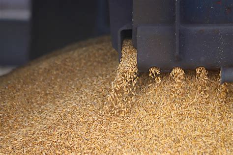 Ukraine Exported Almost Thsd Tonnes Of Grain So Far In May