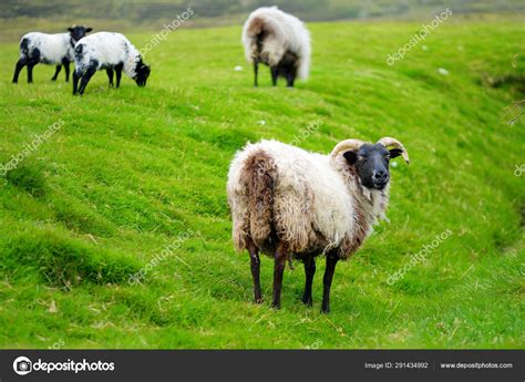 Sheep Marked With Colorful Dye Grazing In Green Pastures Adult Sheep