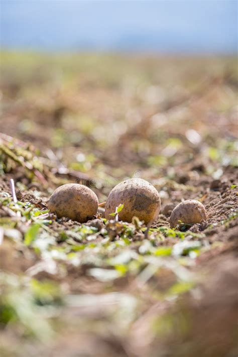 Fresh Potatoes on a Potato Farm. Harvest, Organic Vegetarian Food Stock Photo - Image of food ...