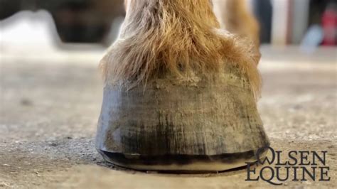 Satisfying Easy To Follow Olsen Equines Barefoot Trim A Step By