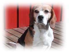 Beagle – Dog Training Guide