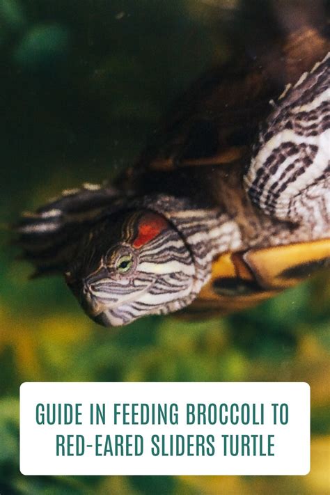 2023 Red Eared Slider Care Free Guide Artofit