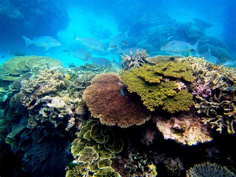 Smithsonian Scientists Help Pave Path To Large Scale Coral Reef Restoration Smithsonian S