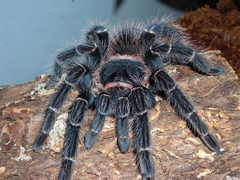 BRAZILIAN SALMON PINK (LASIODORA PARAHYBANA)