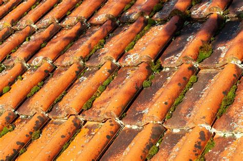 Muschio E Licheni Che Crescono Su Tegole Fotografia Stock Immagine Di