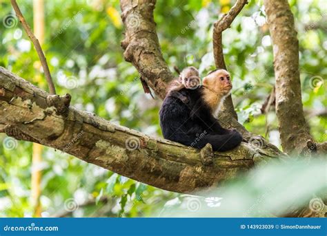 Macaco Do Capuchin No Ramo Da Rvore Animais Na Regi O Selvagem