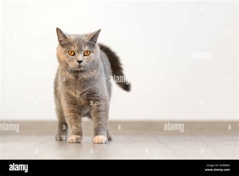 Cateyes Hi Res Stock Photography And Images Alamy