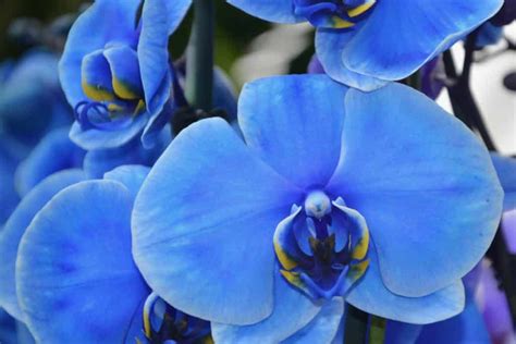 Blue Orchid Flower Meaning & Symbolism (Uniqueness & Hope)