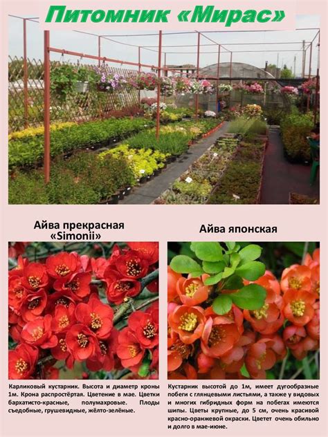 Каталог кустарников - презентация онлайн