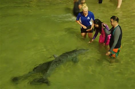 Tangalooma Moreton Island Feeding Wild Dolphins P3100898 Flickr