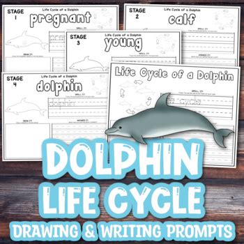 Life Cycle Of A Dolphin Worksheets By Simply Smiley TPT