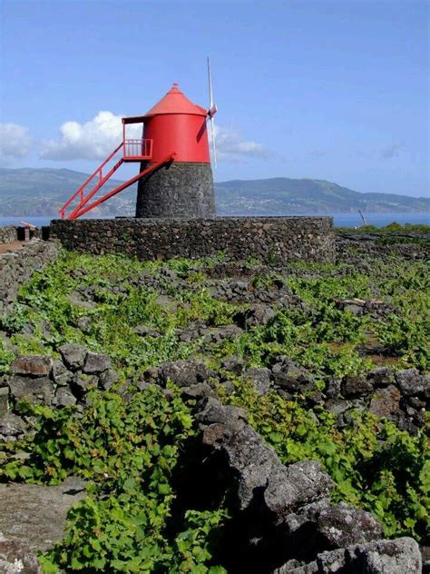 Typical Windmill Set In The Vineyards Of Pico Island Azores Vineyards