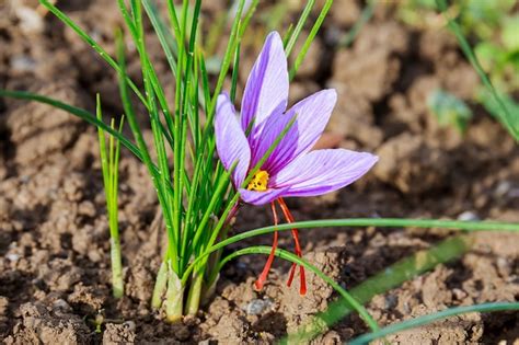 Premium Photo | Close up of saffron flowers in a field. crocus sativus ...