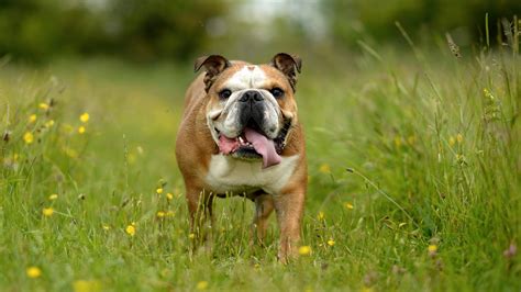 english bulldog breed temperament care  health petsradar