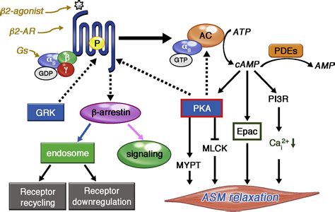 The Adrenergic Theory Of Bronchial Asthma Years Later Journal