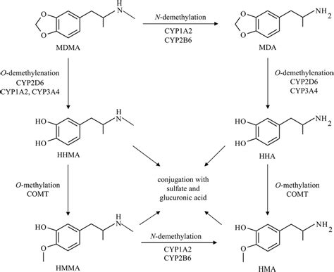 Metabolic Pathways Of Mdma Along With The Associated Microsomal