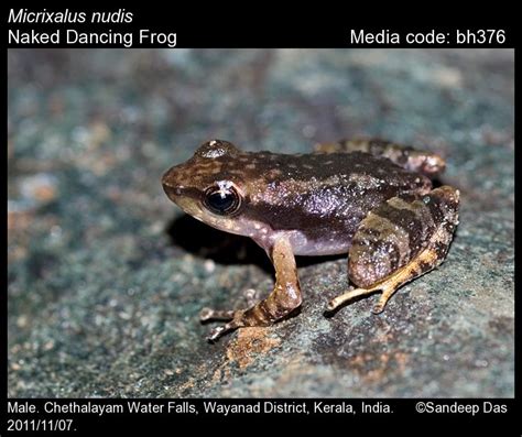 Micrixalus Nudis Pillai Naked Dancing Frog Amphibians