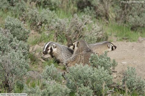 American Badger Facts, Pictures & In-Depth Information