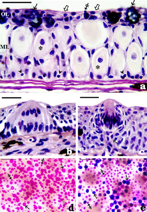 Photomicrographs Of A C Cross Sections And D And E Whole Mount